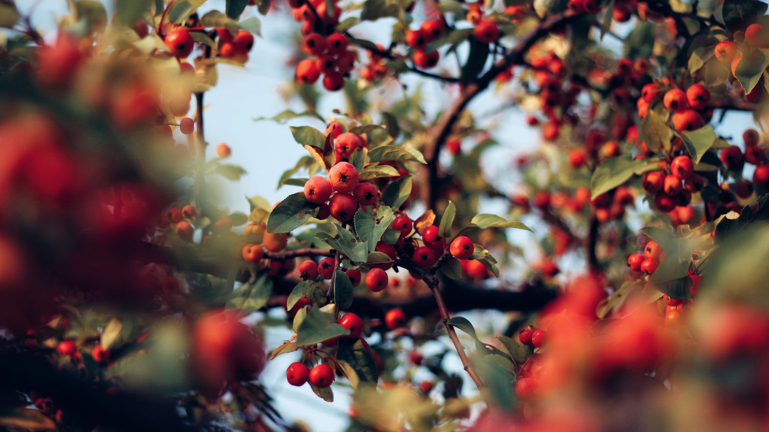 100% vegan, cruelty-free, Plant-based, active skincare for Australian women. We use rosehip oil and rose extact in some of our products.