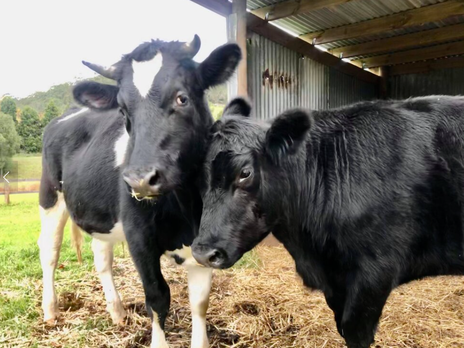 100% vegan, cruelty-free, Plant-based, active skincare for Australian women. We donate a % of our products to local animal-friendly charities.