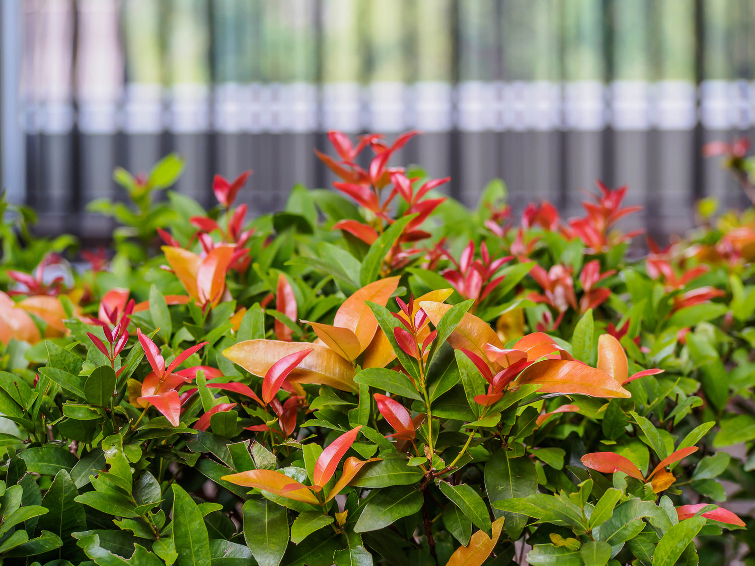 100% vegan, cruelty-free, Plant-based, active skincare for Australian women. We use Australian native ingredients, like Lilli Pilli in some of our skincare products.
