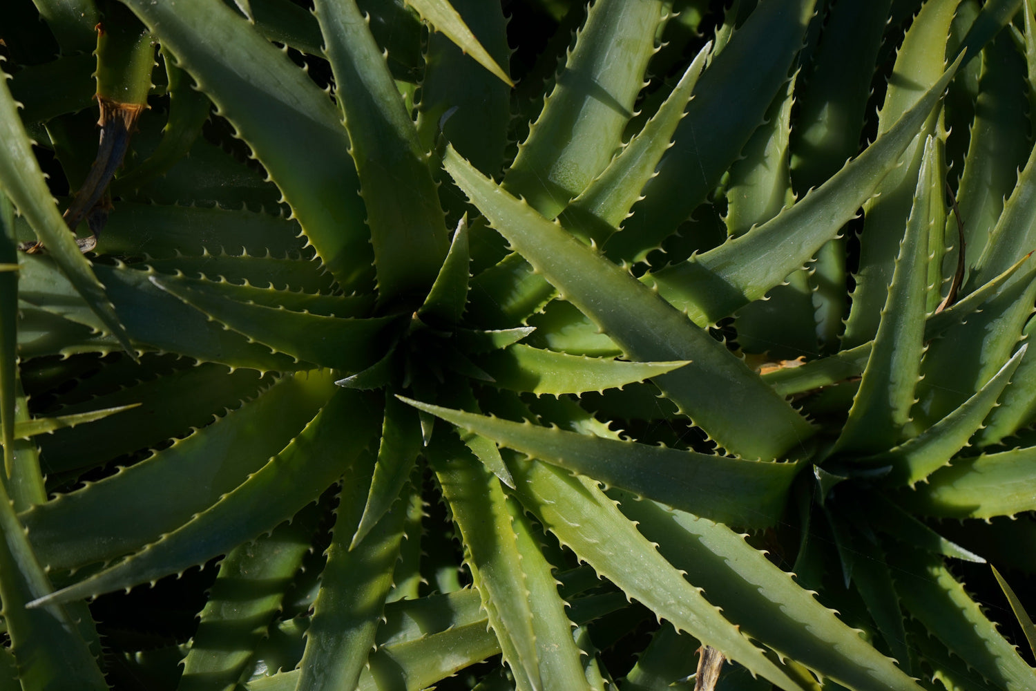 100% vegan, cruelty-free, Plant-based, active skincare for Australian women. We use aloe vera in some of our skincare products. 