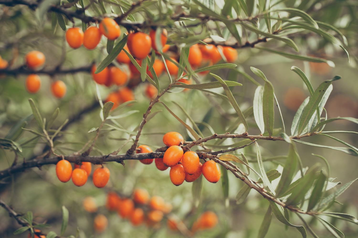 100% vegan, cruelty-free, Plant-based, active skincare for Australian women. We use seabuckthorn kernel extract in our Nutrient-Rich Midnight Elixir.
