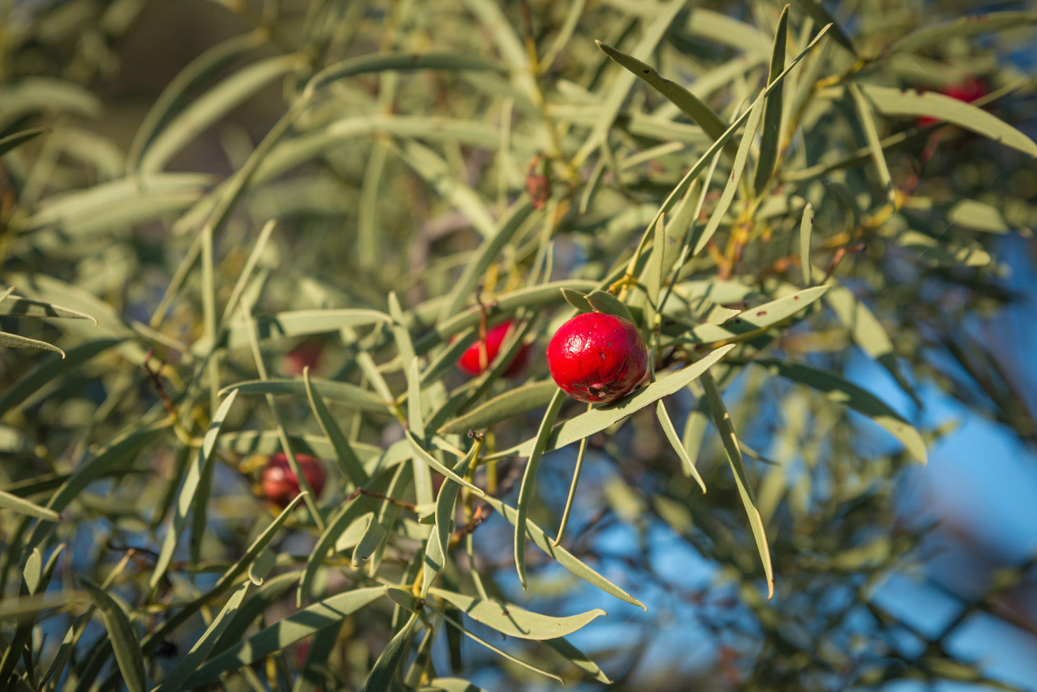 100% vegan, cruelty-free, Plant-based, active skincare for Australian women. We use quandong in some of our skincare products including our toning mist.